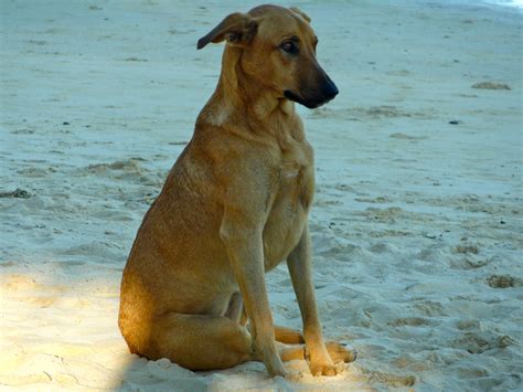 Island dog. Things To Know About Island dog. 